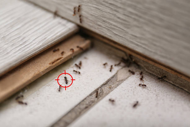 Best Termite Control Services  in Walthourville, GA