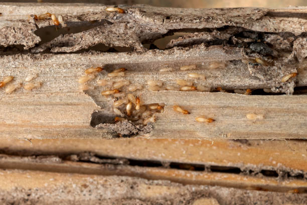 Reliable Walthourville, GA Pest Control Solutions
